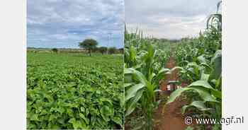 "Groot EU-marktpotentieel voor Keniaanse kruiden en Spaanse peper"