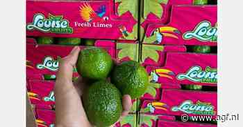 "Regelmatige aanvoer van limes, maar de markt blijft is de baas"