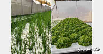 "Hydroponics economisch haalbaar in Marokko"