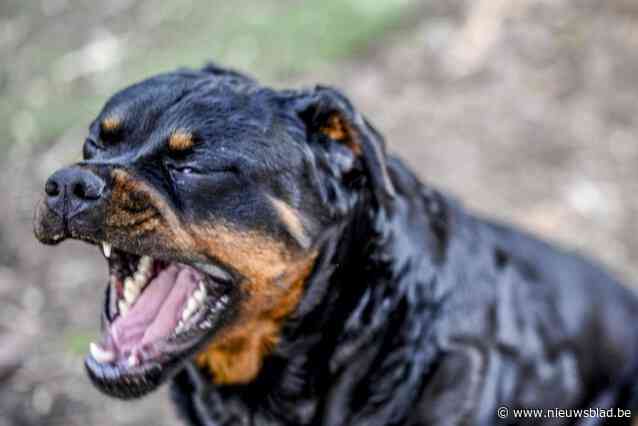Hond doodgebeten, wandelaar geslagen, overal drollen: man met acht rottweilers blijft buurt op stelten zetten