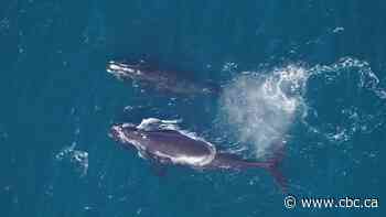 New funding will help Saint Mary's researchers update database of right whale DNA