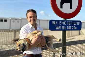 Gemeenteraadslid vraagt ruimere periode voor honden op het strand: “Nu veel te beperkt”