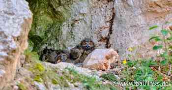 Fotowettbewerb zum Eurogypsum Biodiversity Award 2024