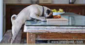 'My friend brought his dog out to dinner with us – so I took drastic action'