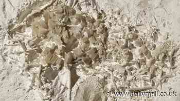 Tyrannosaurus retch: Prehistoric 66-million-year-old VOMIT is discovered in Denmark