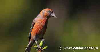 Meer dan 1 miljoen vogels geteld: dit zijn de meest opvallende waarnemingen
