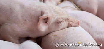 Druk op biggenmarkt zwakt weer af