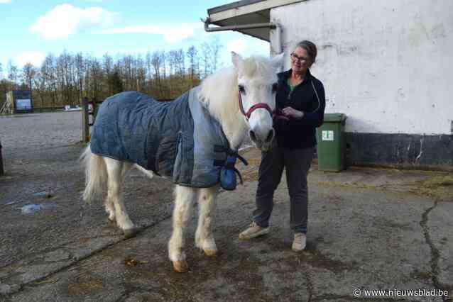 Is Whitey (43) van Stal Brabo oudste paard van ons land? “Oud madammeke, maar oersterk”