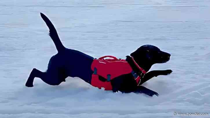 Puppy's Army Crawl Is Unlike Anything You've Seen Before