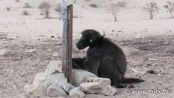 Test mit Laserpointer: Paviane versagen beim Spiegeltest