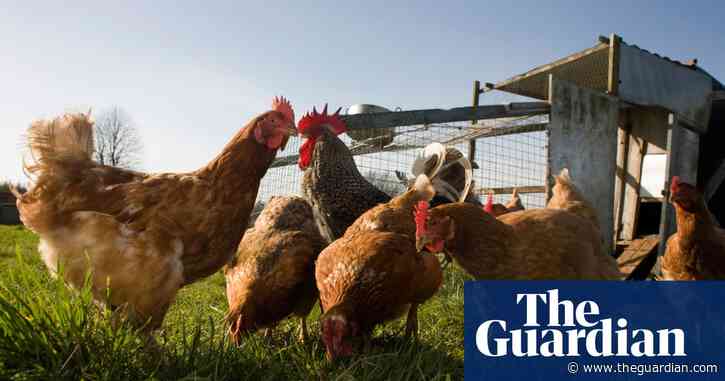 Human case of avian flu detected in England as virus spreads among birds