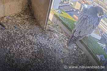 Webcam in nestkast aan schoorsteen Agfa spot eerste slechtvalk van het seizoen
