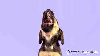 Stille Hündin wird zur Sängerin: Kurz nach der Adoption „jubelt“ süße Mischlingsdame mit ihrem Herrchen