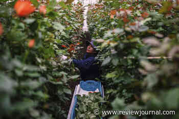 In time for Valentine’s Day: Trade dispute with Colombia threatens flower imports