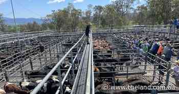 Bega market holds firm in good quality yarding