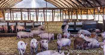 Put some pork on your fork with well established piggery near Bendigo
