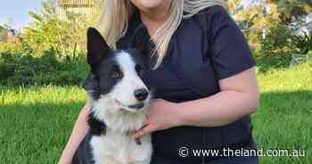 Central West vet poses possible answer to the national vet shortage