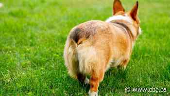 Manitoba veterinarians vote to ban tail docking of dogs