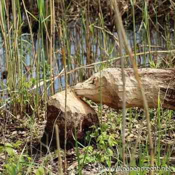 Bevers opnieuw grootste risico voor dijken in rivierengebied