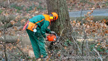 Unfallschwerpunkt soll entfernt werden: Rodungsarbeiten im Harter Holz an der B299 bei Graching