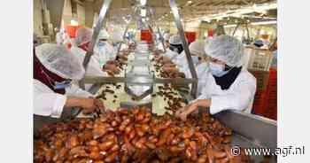 Eden Fruits speelt in op de groeiende vraag naar Algerijnse bio dadels