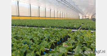 Meloenenareaal +25% in Almería, watermeloenen stabiel