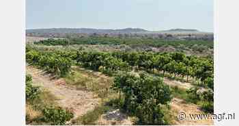 "Mangomarkt in twee weken tijd compleet omgedraaid"