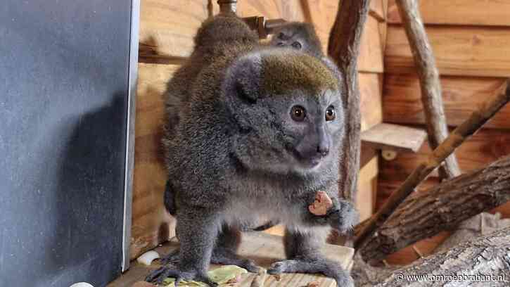 Ernstig bedreigde bamboemaki's geboren, tot verrassing van de verzorgers