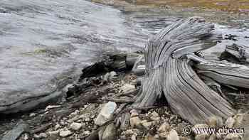 Ancient forest uncovered by melting ice in the Rocky Mountains