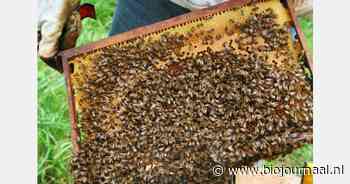 Onderzoek naar honingbij als bio-indicator