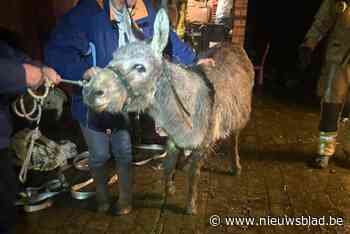 Ezel Fleur ontsnapt uit haar weide, maar komt tot aan haar buik vast te zitten in de modder: brandweer schiet ter hulp