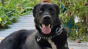 Regina dog waiting 2 years for fur-ever home