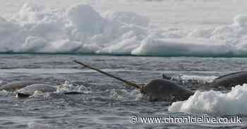 UK trade in ivory from hippos, narwhals, orcas and sperm whales banned