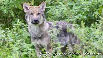 Wölfe in Wolfsburg: Rats-Resolution fordert eine Regulierung