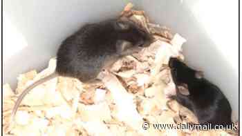 First mouse with two biological FATHERS reaches adulthood - in breakthrough that could pave the way for gay men to have children