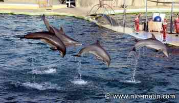 Marineland: selon les associations, les dauphins seraient transférés provisoirement vers un delphinarium à Madrid qui vient de fermer