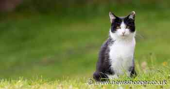 Dismembered cat’s head pushed through flap in Mottingham home