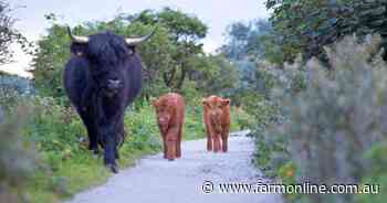 Vegans, fake meat makers will need a new game plan if they are to survive