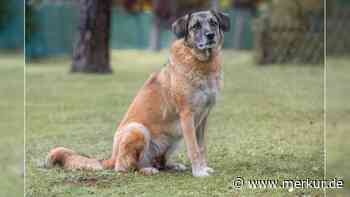 „Hat alles verloren“: Tierheim sucht Zuhause für Mischling Shanty