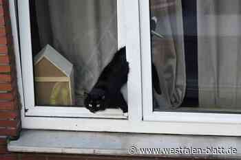 Feuerwehr Höxter rettet eingeklemmte Katze