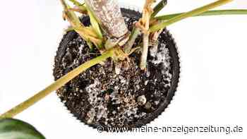Mit Hausmittel: Einfacher Trick hilft gegen Schimmel auf Ihrer Blumenerde