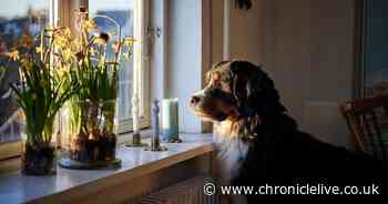 Expert shares maximum amount of time it's fair to leave a dog home alone