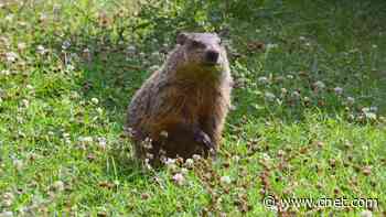 How Accurate Is Groundhog Day? NOAA Grades The Woodchucks