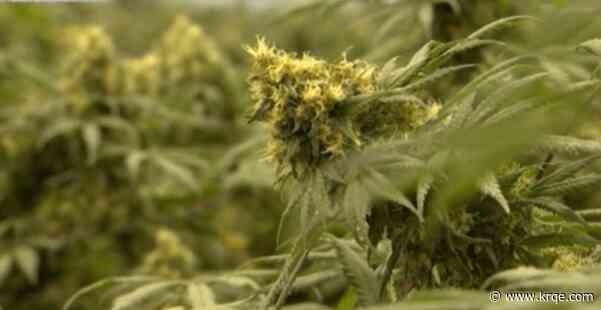 Bill would let New Mexico counties temporarily halt issuing new cannabis producer licenses