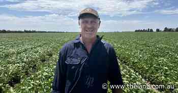 Soybeans in Riverina rotation present opportunity when water costs allow