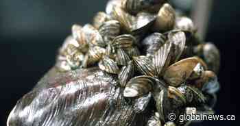 Parks Canada says eradicating zebra mussels in Manitoba park is ‘not feasible’