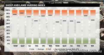 A weight of numbers: elevated sheep and lamb supply pressures prices