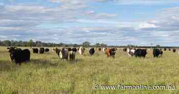 Well-presented Western Downs cattle property with grass hitsthe market
