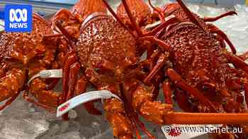 Australian lobsters back on the menu for Lunar New Year in China