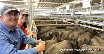 Strong demand by feeders and backgrounders at Elders'Tamworth special sale